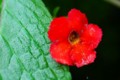 外国の花