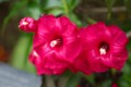 外国の花