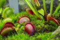 食虫植物 1