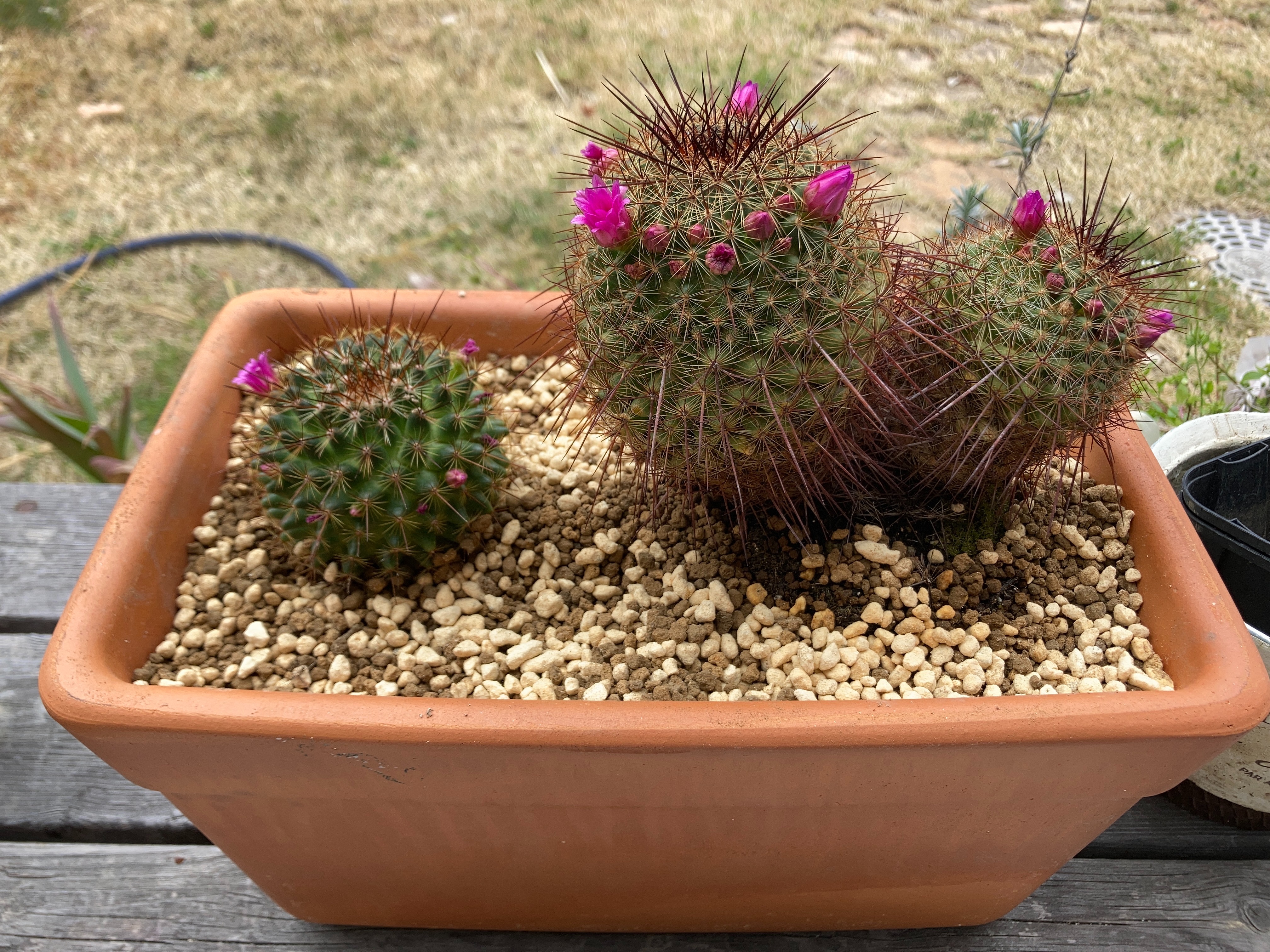 サボテンの植え替え 畑ぽんぽん サボテンの植え替え 畑ぽんぽん