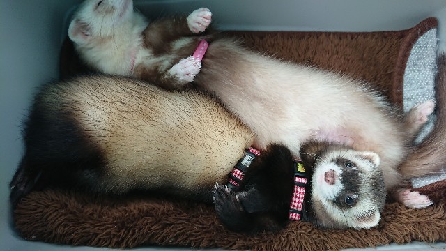 f:id:ponpukun:20210210213934j:image