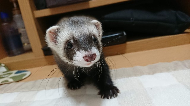 f:id:ponpukun:20210210213957j:image