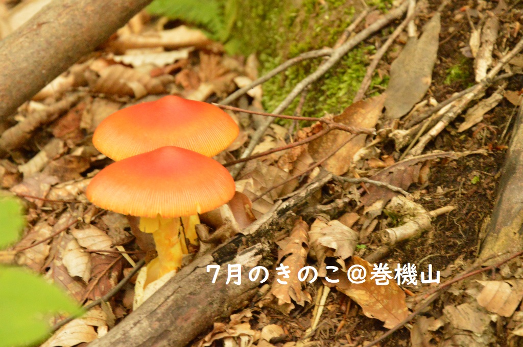 MushRoom.7月のキノコ＠巻機山