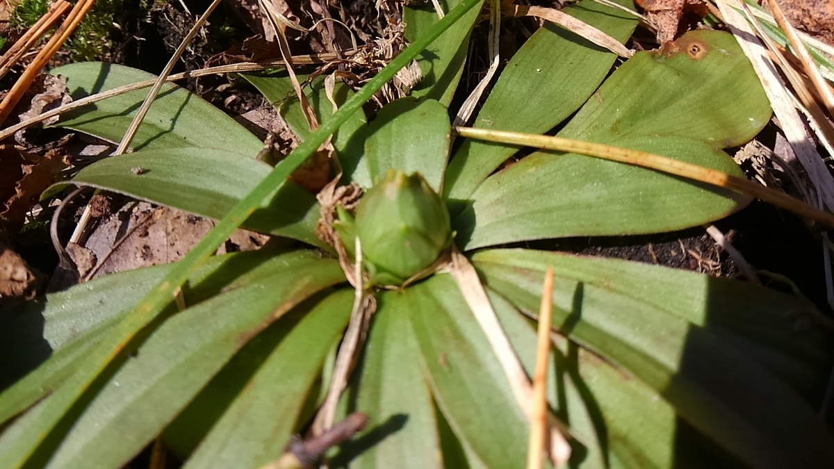 f:id:ponsuke_tarou:20161113100835j:plain