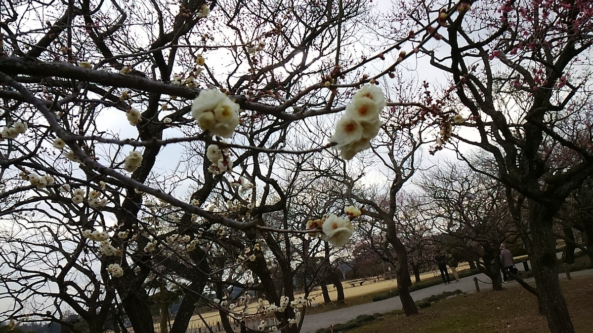 f:id:ponsuke_tarou:20190313221021j:plain
