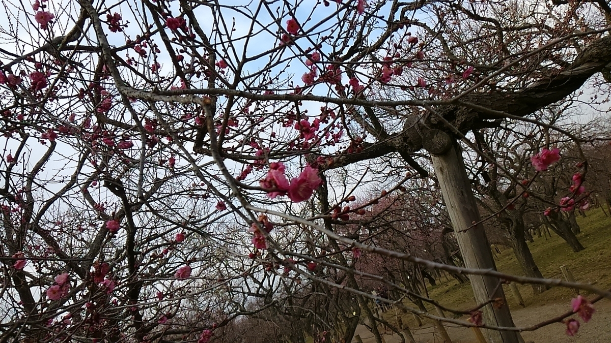 f:id:ponsuke_tarou:20190331221754j:plain f:id:ponsuke_tarou:20190331221754j:plain