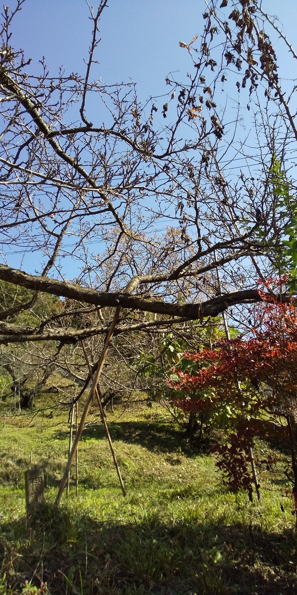 f:id:ponsuke_tarou:20201102072743j:plain f:id:ponsuke_tarou:20201102072743j:plain