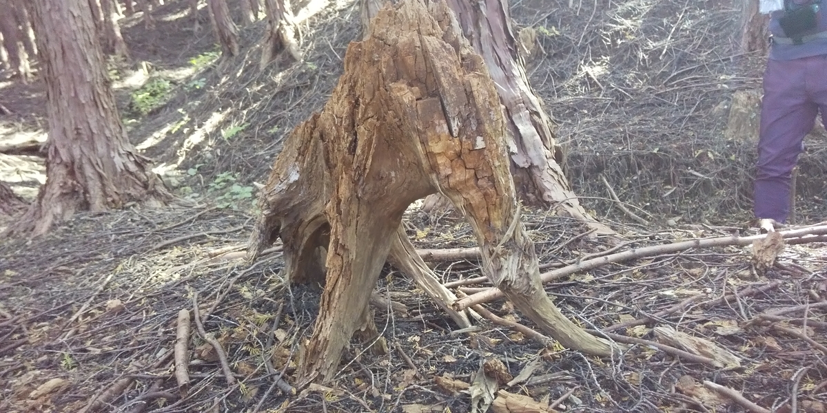 f:id:ponsuke_tarou:20201102074850j:plain f:id:ponsuke_tarou:20201102074850j:plain