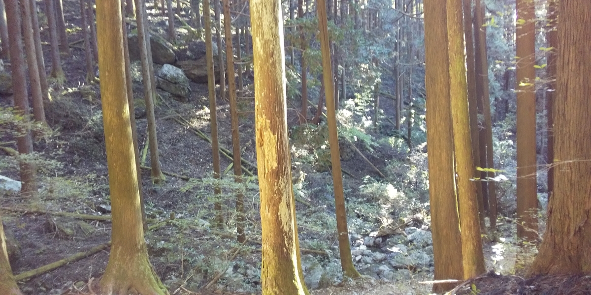 f:id:ponsuke_tarou:20201102080716j:plain f:id:ponsuke_tarou:20201102080716j:plain