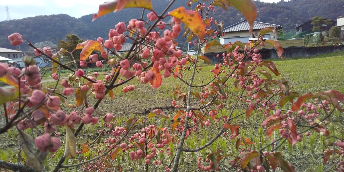 f:id:ponsuke_tarou:20201108174519j:plain