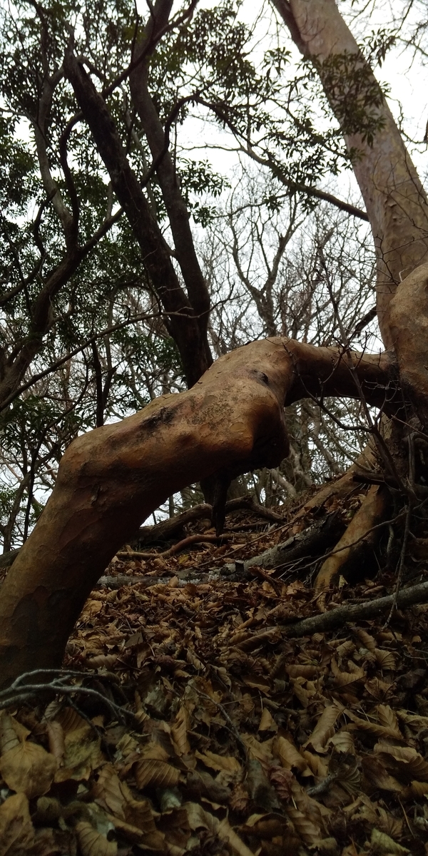 f:id:ponsuke_tarou:20201124202537j:plain