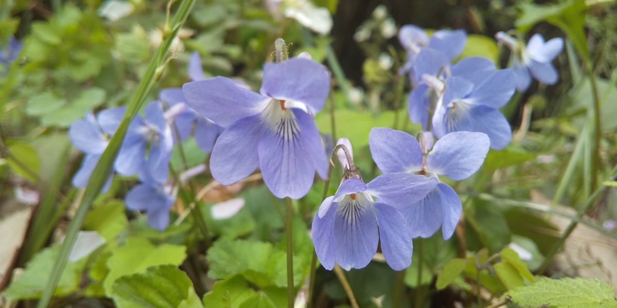 f:id:ponsuke_tarou:20210407234526j:plain