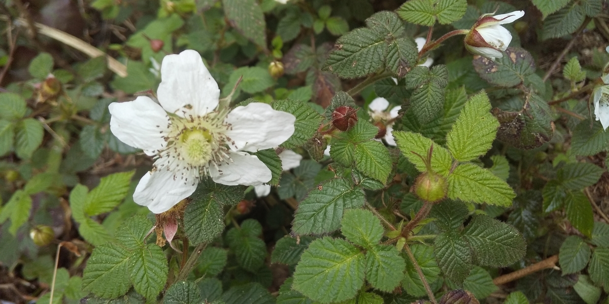 f:id:ponsuke_tarou:20210407234635j:plain