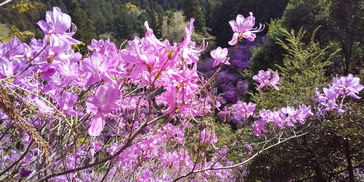 f:id:ponsuke_tarou:20210407234849j:plain