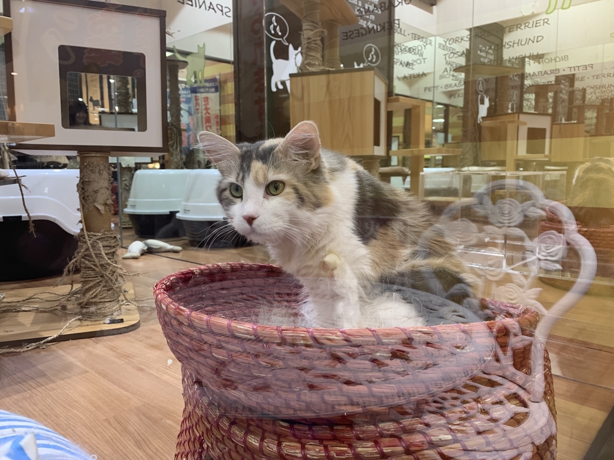 三毛猫 オス 価格