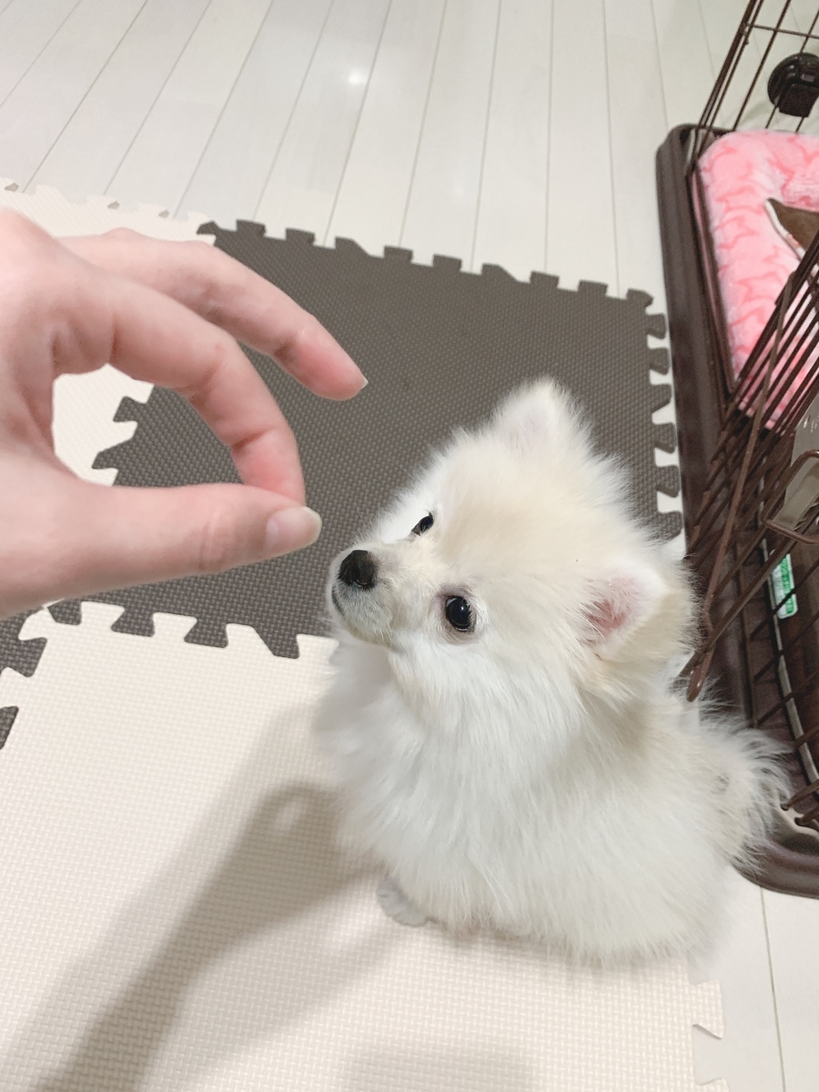 3ヶ月の子犬♡おすわりできるかな？ ばんびがポメラニアン育ててみた