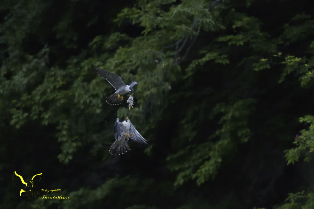 f:id:pontahouse:20190605224303j:plain
