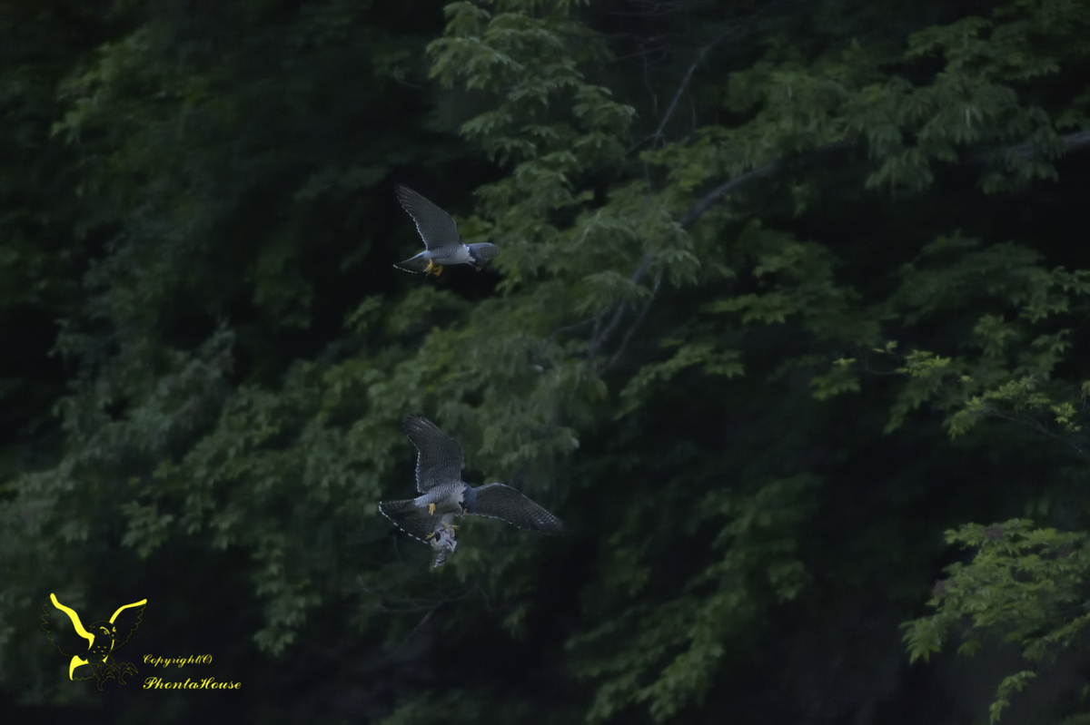 f:id:pontahouse:20190605224337j:plain