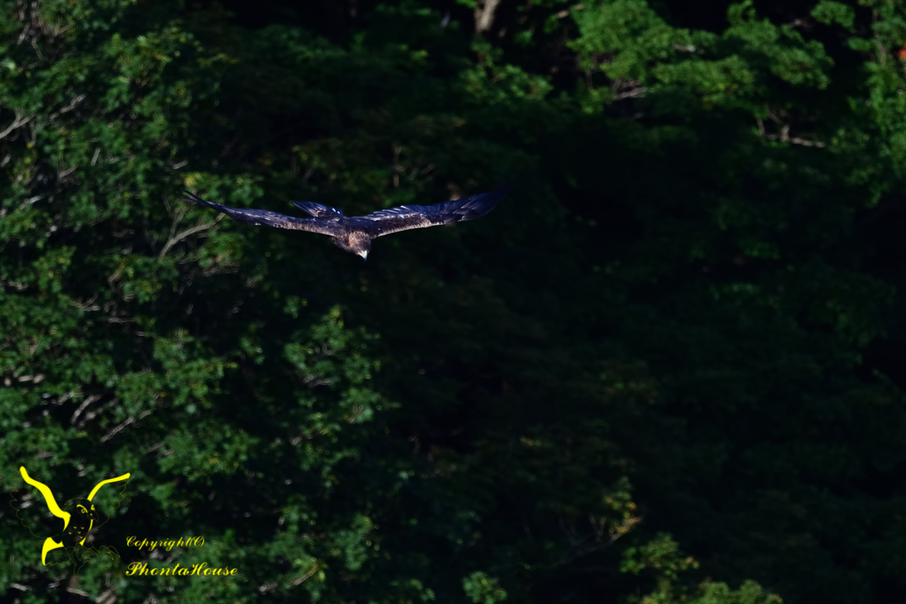 f:id:pontahouse:20190908133807j:plain