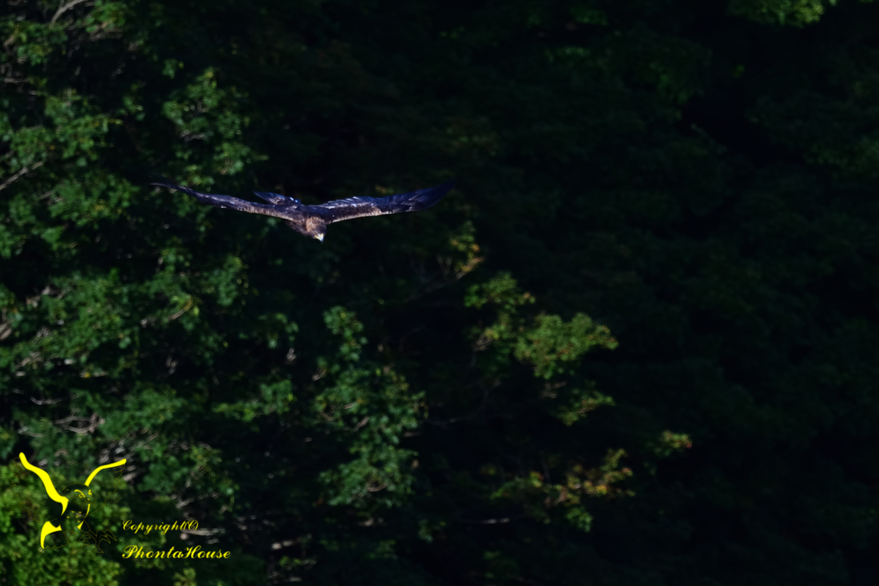 f:id:pontahouse:20190908133815j:plain