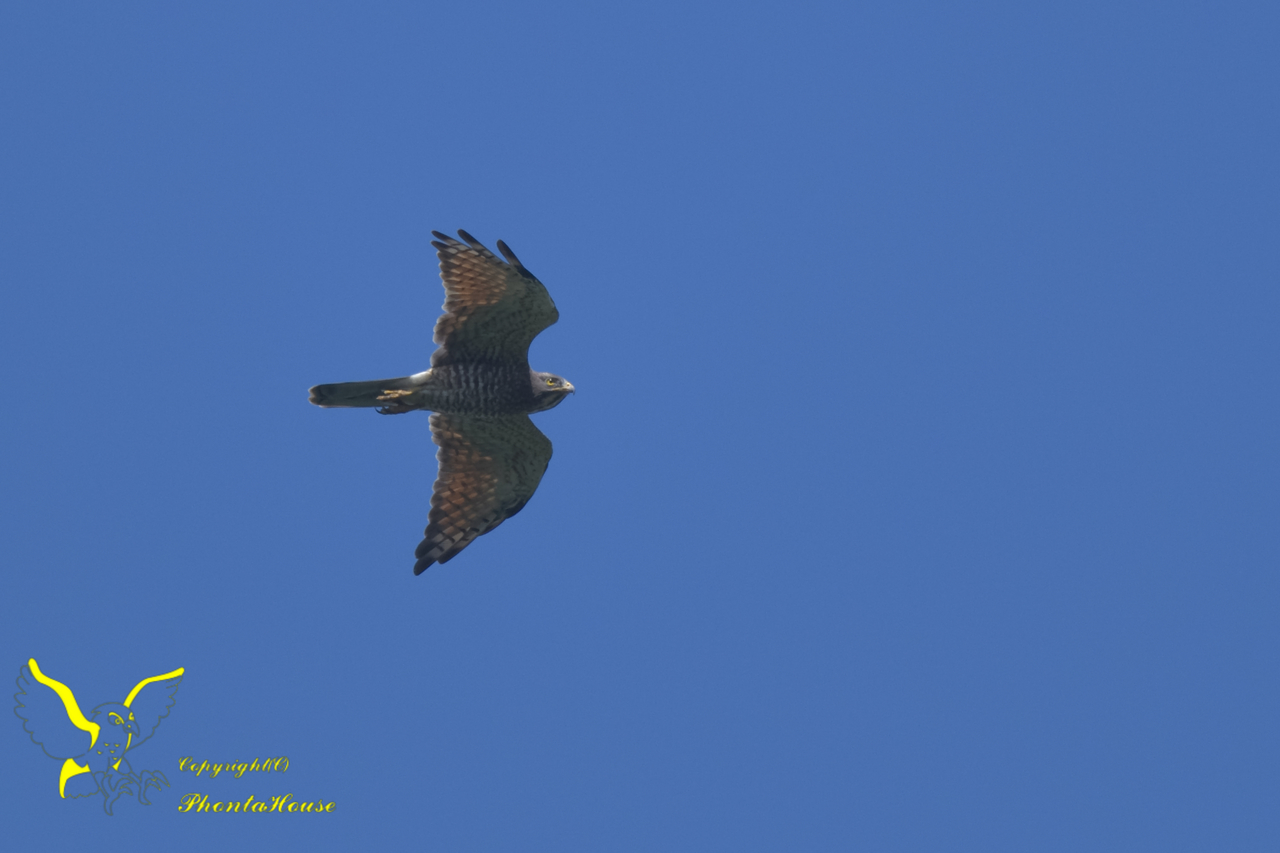 f:id:pontahouse:20190912222912j:plain