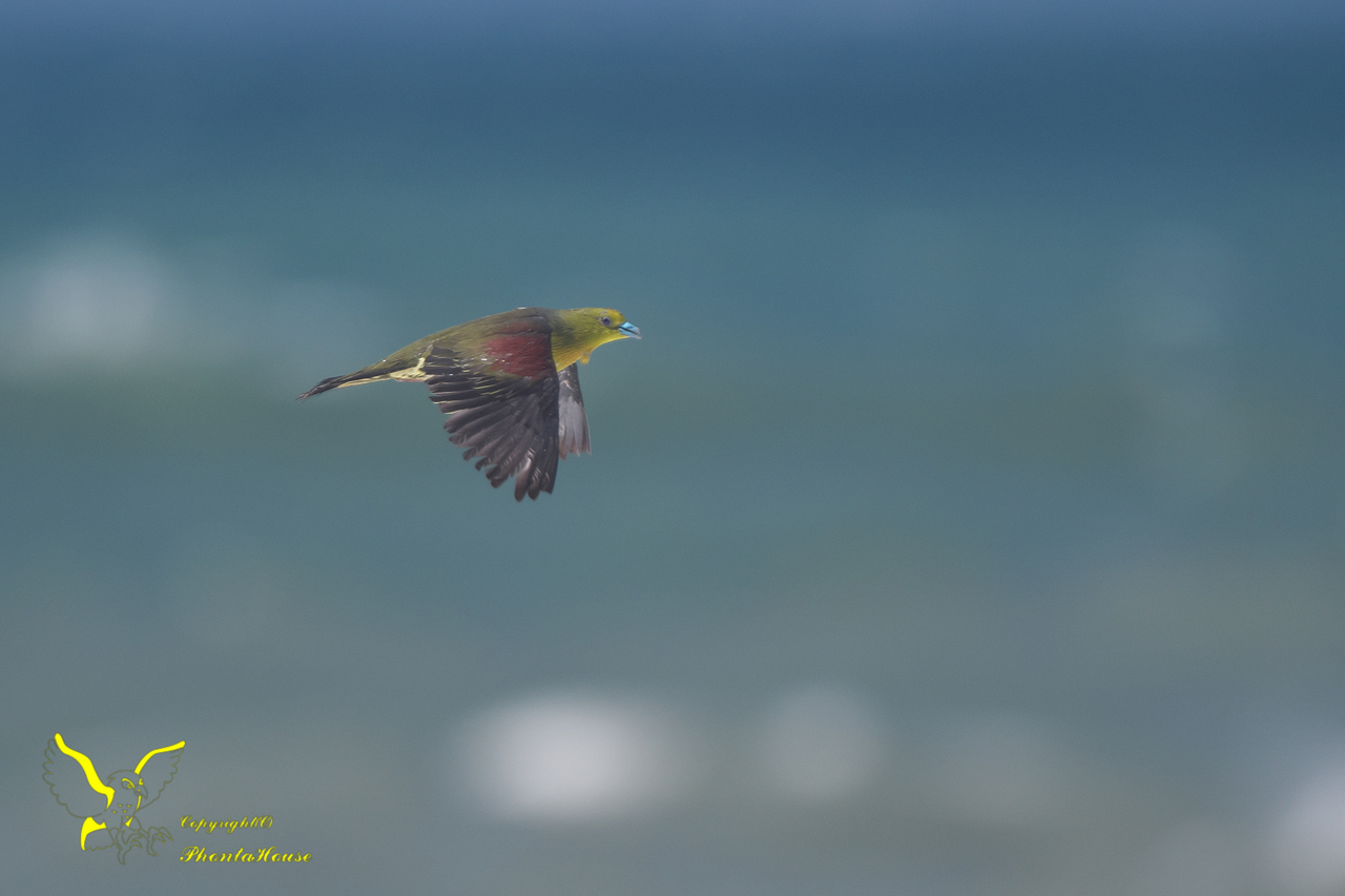 f:id:pontahouse:20210816220851j:plain