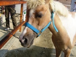 f:id:pony-yasu:20180815170801j:image f:id:pony-yasu:20180815170801j:image