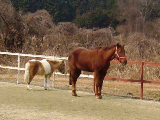 f:id:pony-yasu:20190114092645j:plain f:id:pony-yasu:20190114092645j:plain