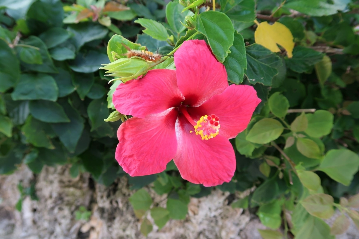 f:id:pony3:20190402220555j:plain f:id:pony3:20190402220555j:plain