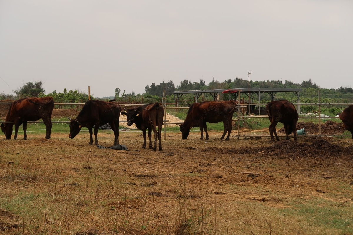 f:id:pony3:20190403152333j:plain f:id:pony3:20190403152333j:plain