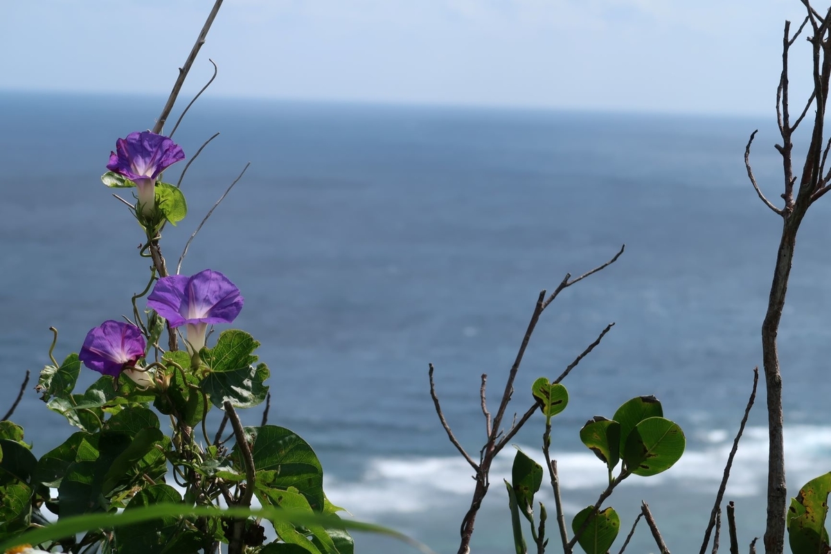 f:id:pony3:20190403154921j:plain f:id:pony3:20190403154921j:plain