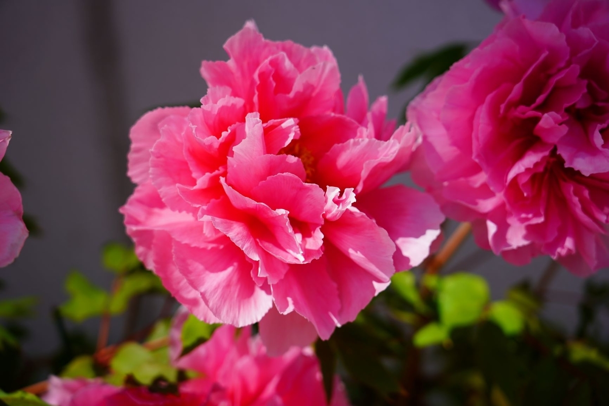 f:id:pony3:20190508170146j:plain