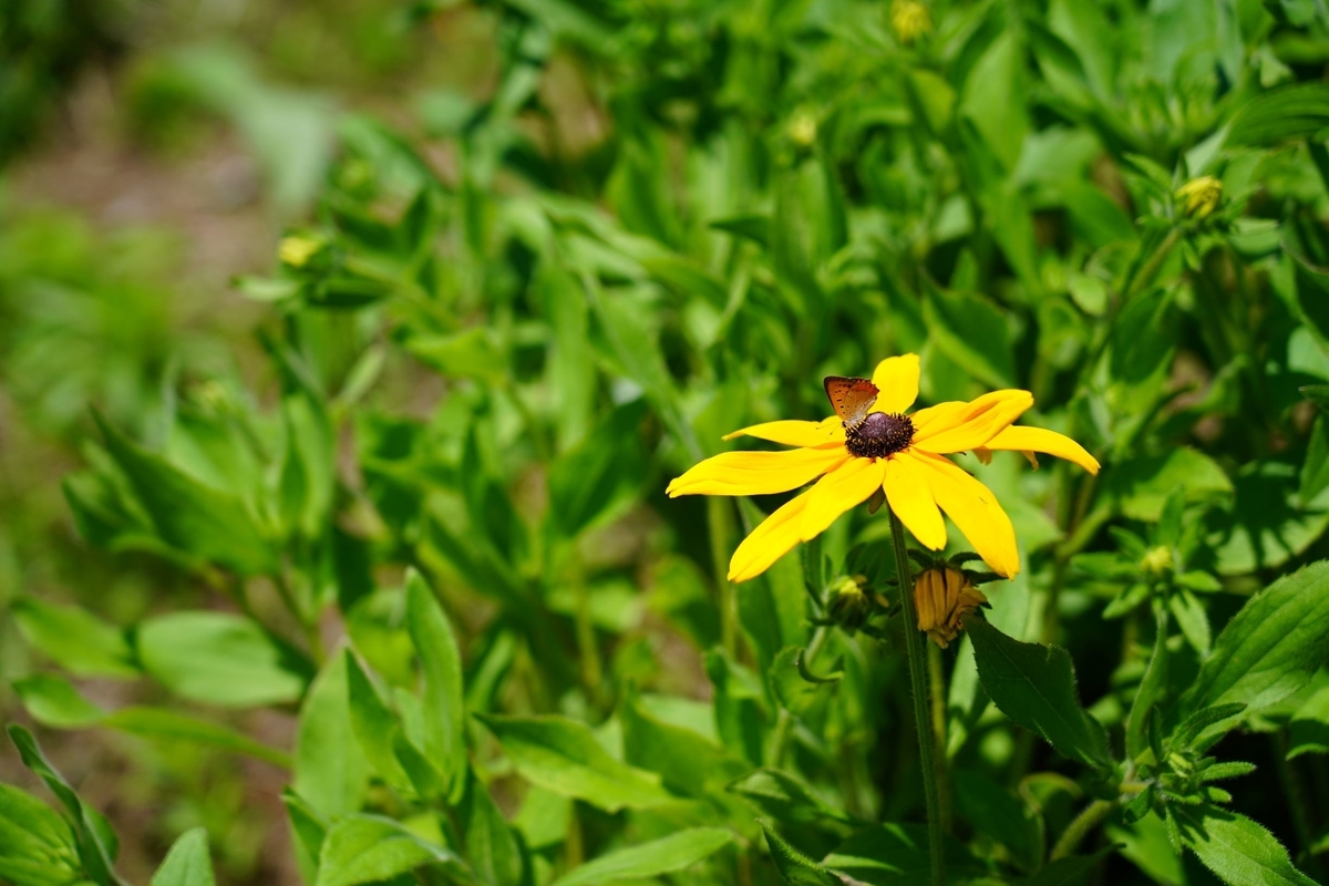 f:id:pony3:20190625213014j:plain