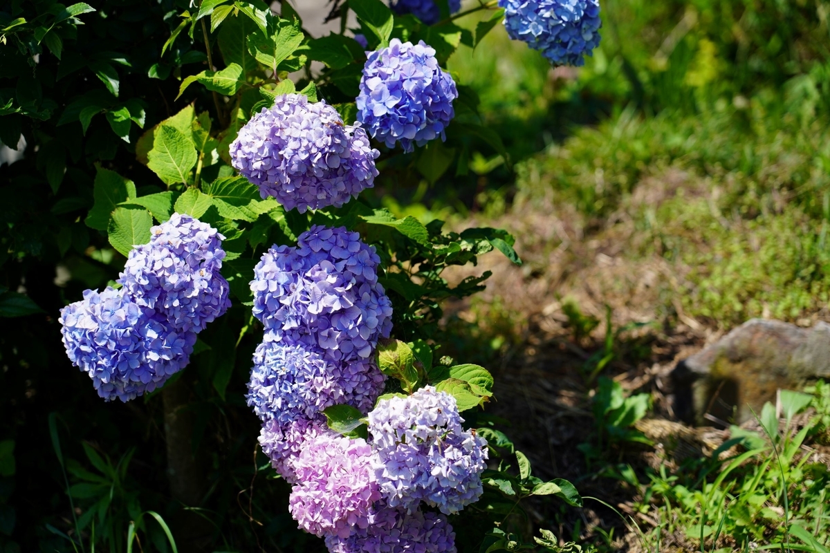 f:id:pony3:20190625213034j:plain