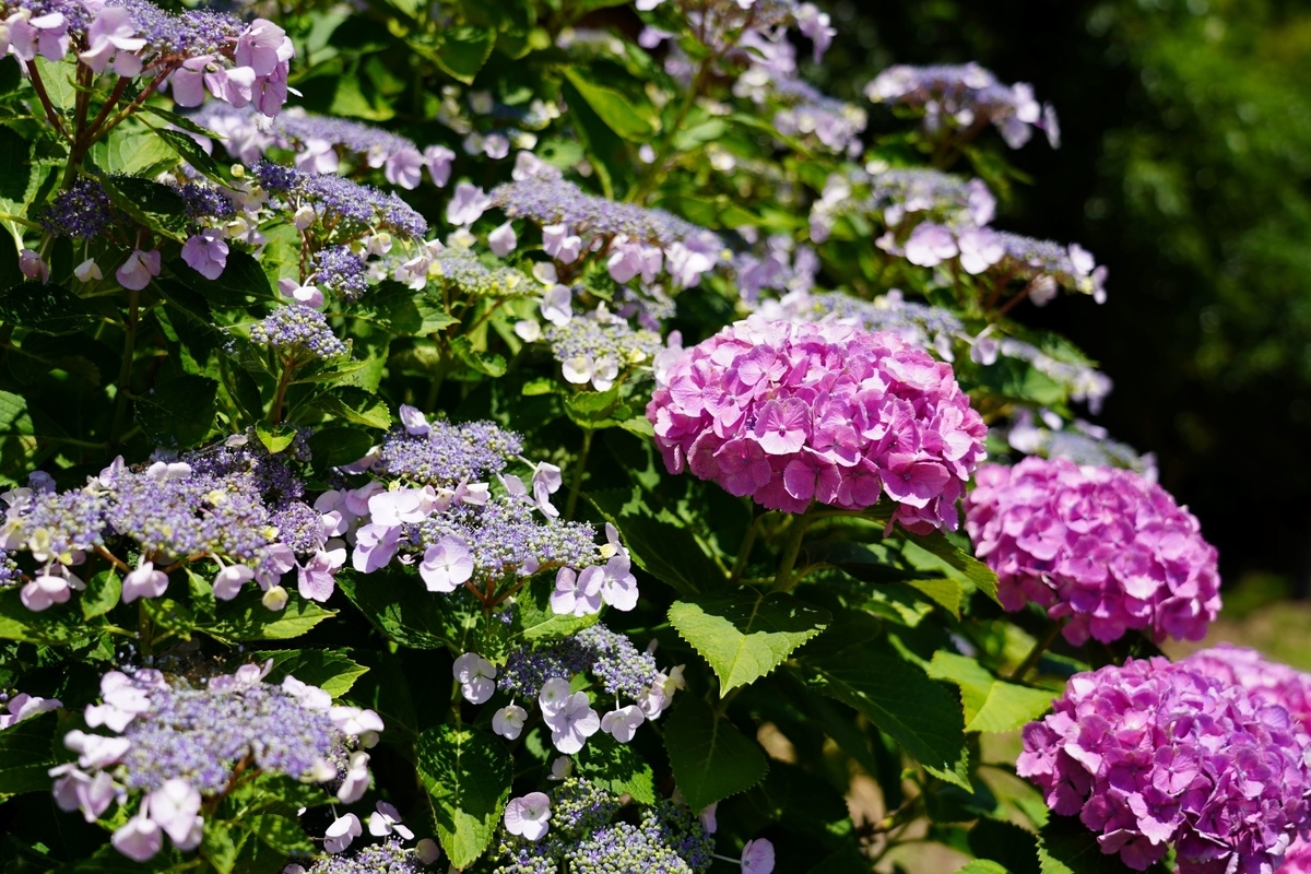 f:id:pony3:20190625213055j:plain