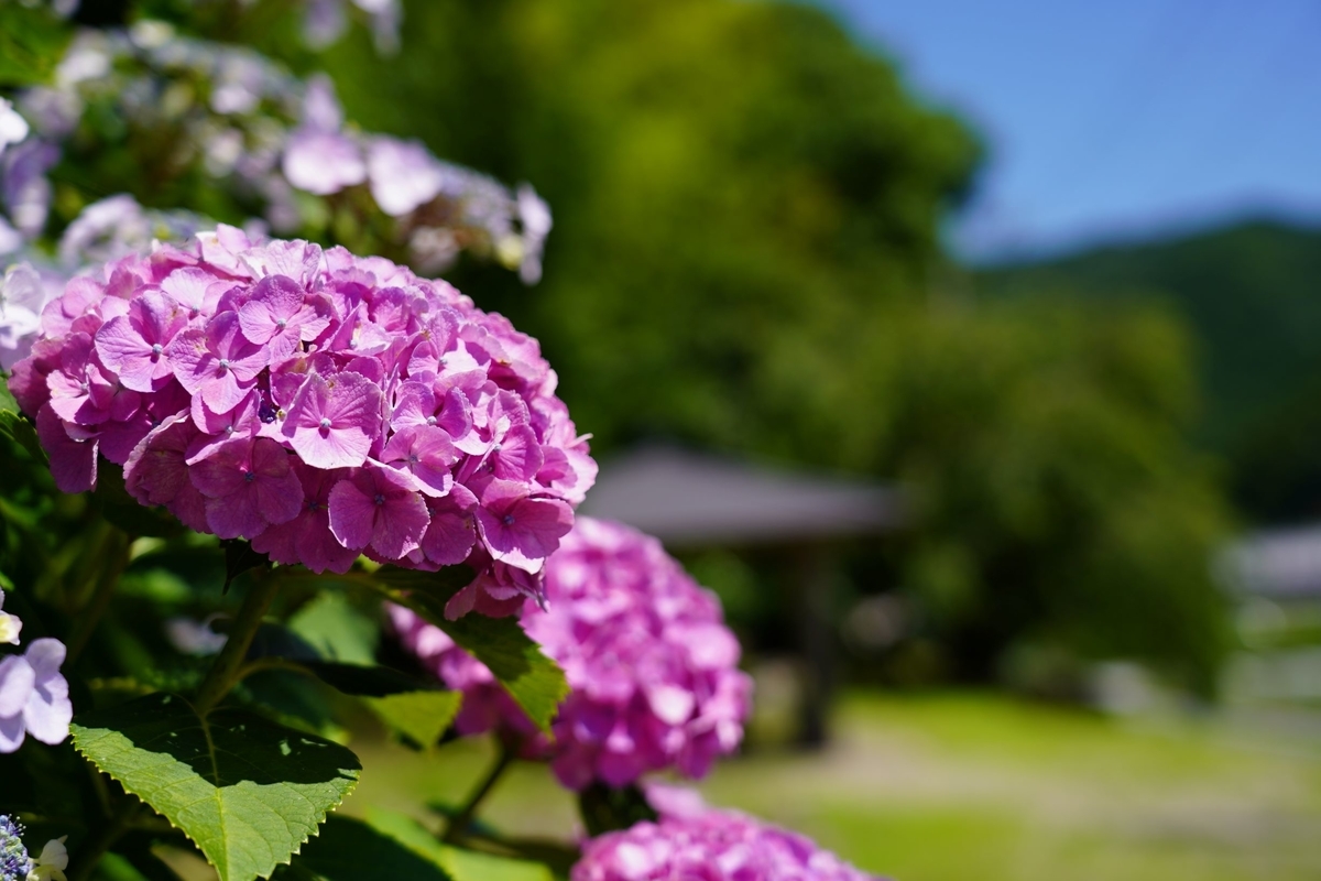 f:id:pony3:20190625213112j:plain