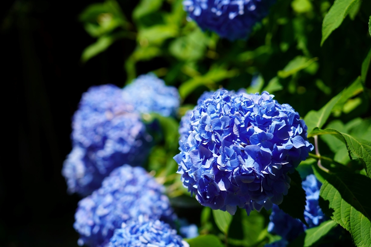 f:id:pony3:20190625213132j:plain