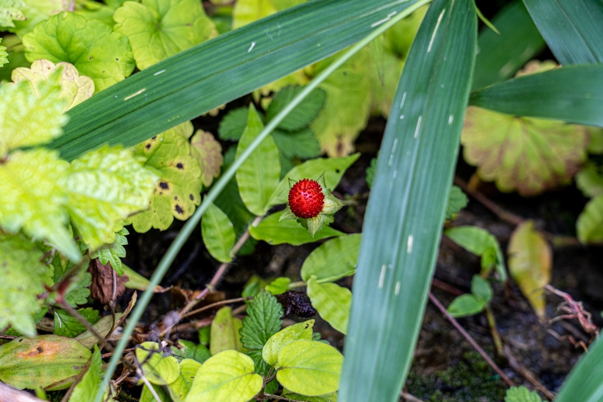 f:id:pony3:20190715215857j:plain