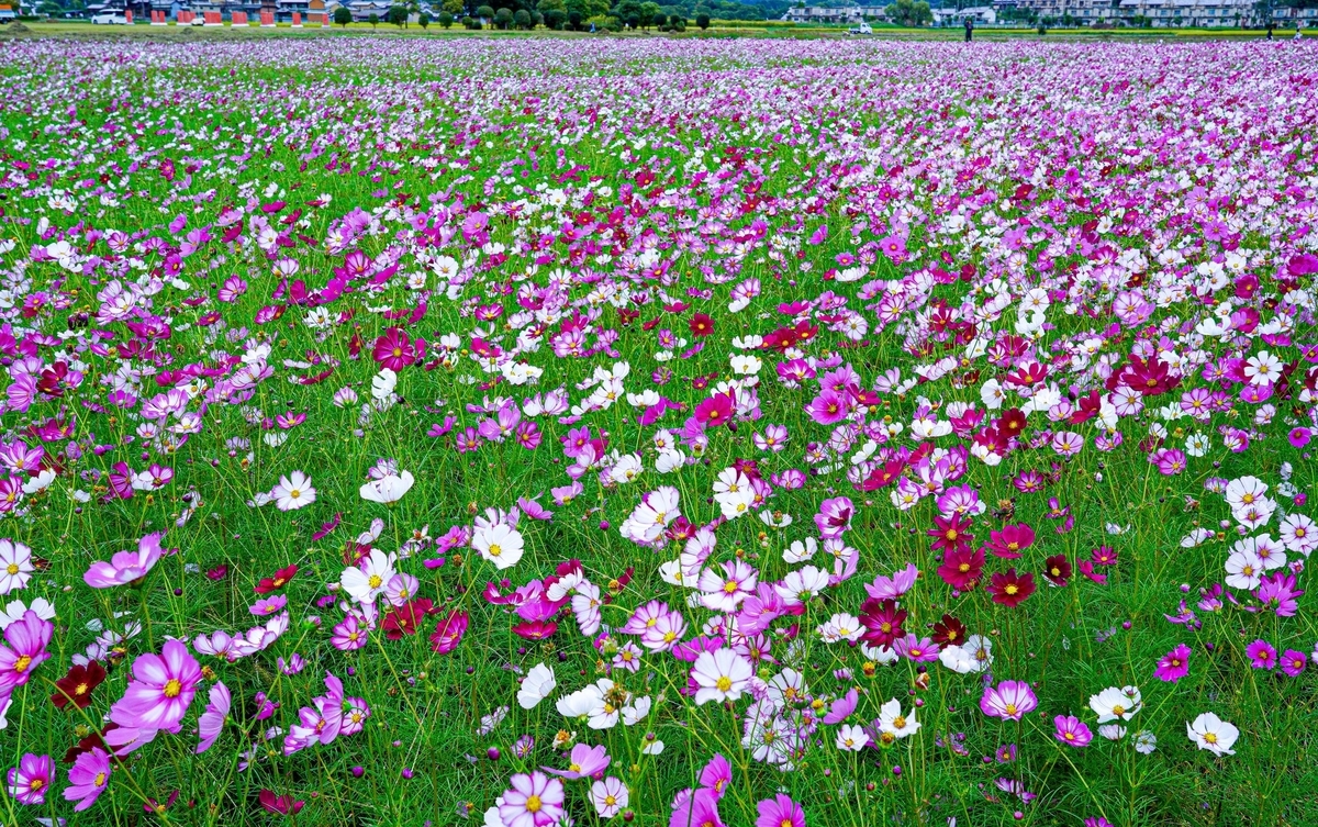 f:id:pony3:20191008202744j:plain f:id:pony3:20191008202744j:plain