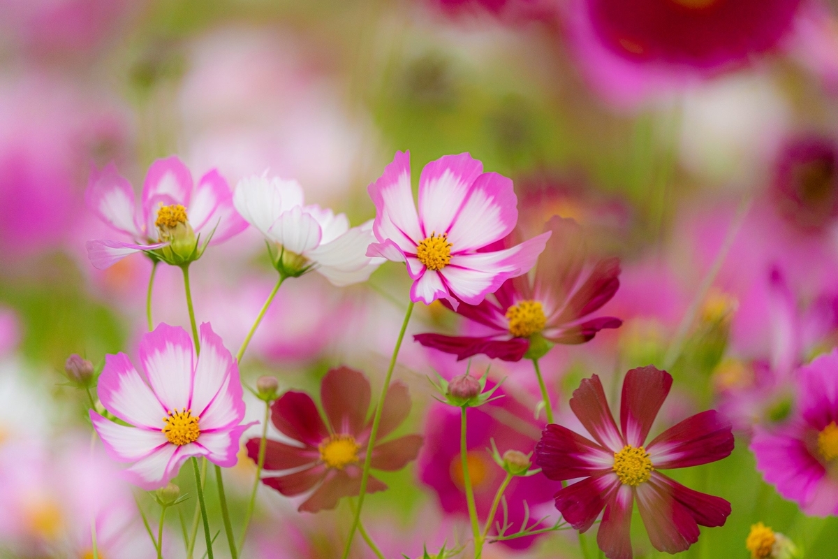 f:id:pony3:20191008203137j:plain f:id:pony3:20191008203137j:plain