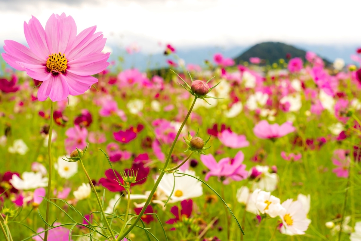 f:id:pony3:20191008203644j:plain f:id:pony3:20191008203644j:plain