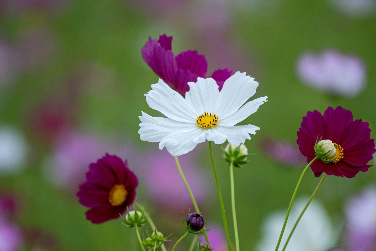 f:id:pony3:20191008203753j:plain f:id:pony3:20191008203753j:plain