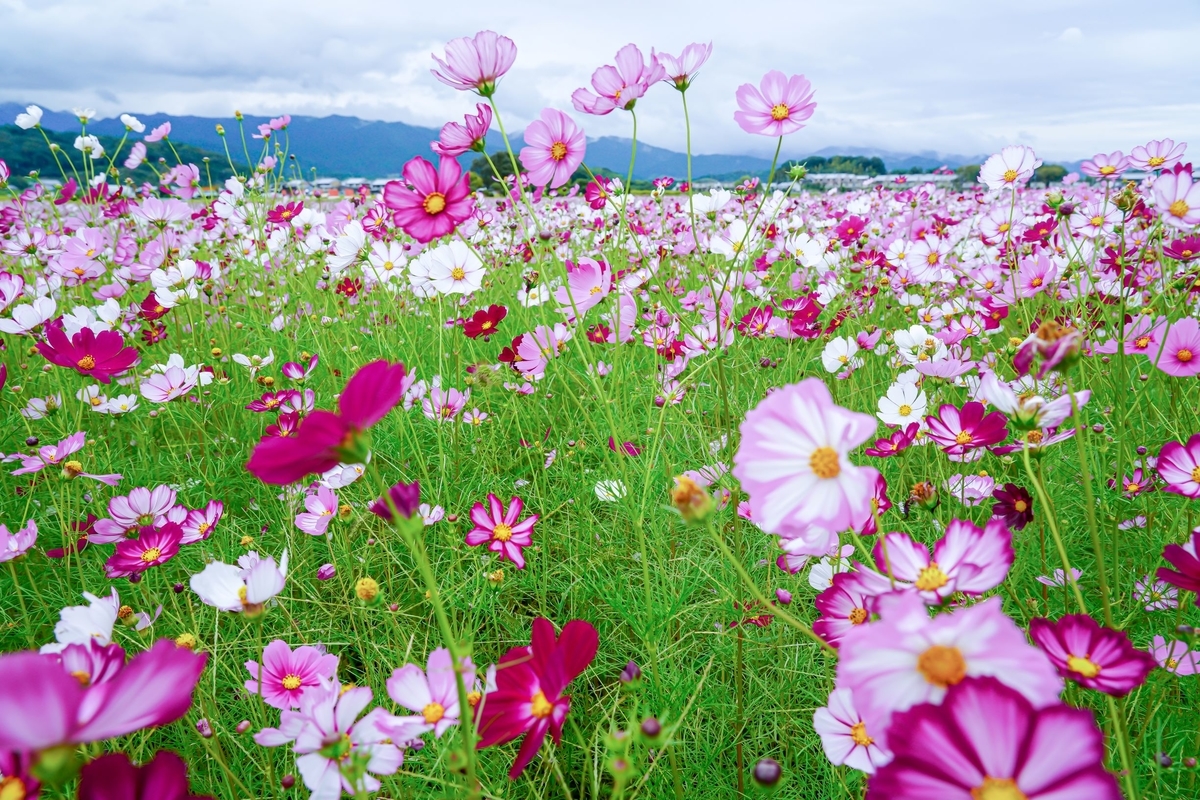 f:id:pony3:20191008205245j:plain