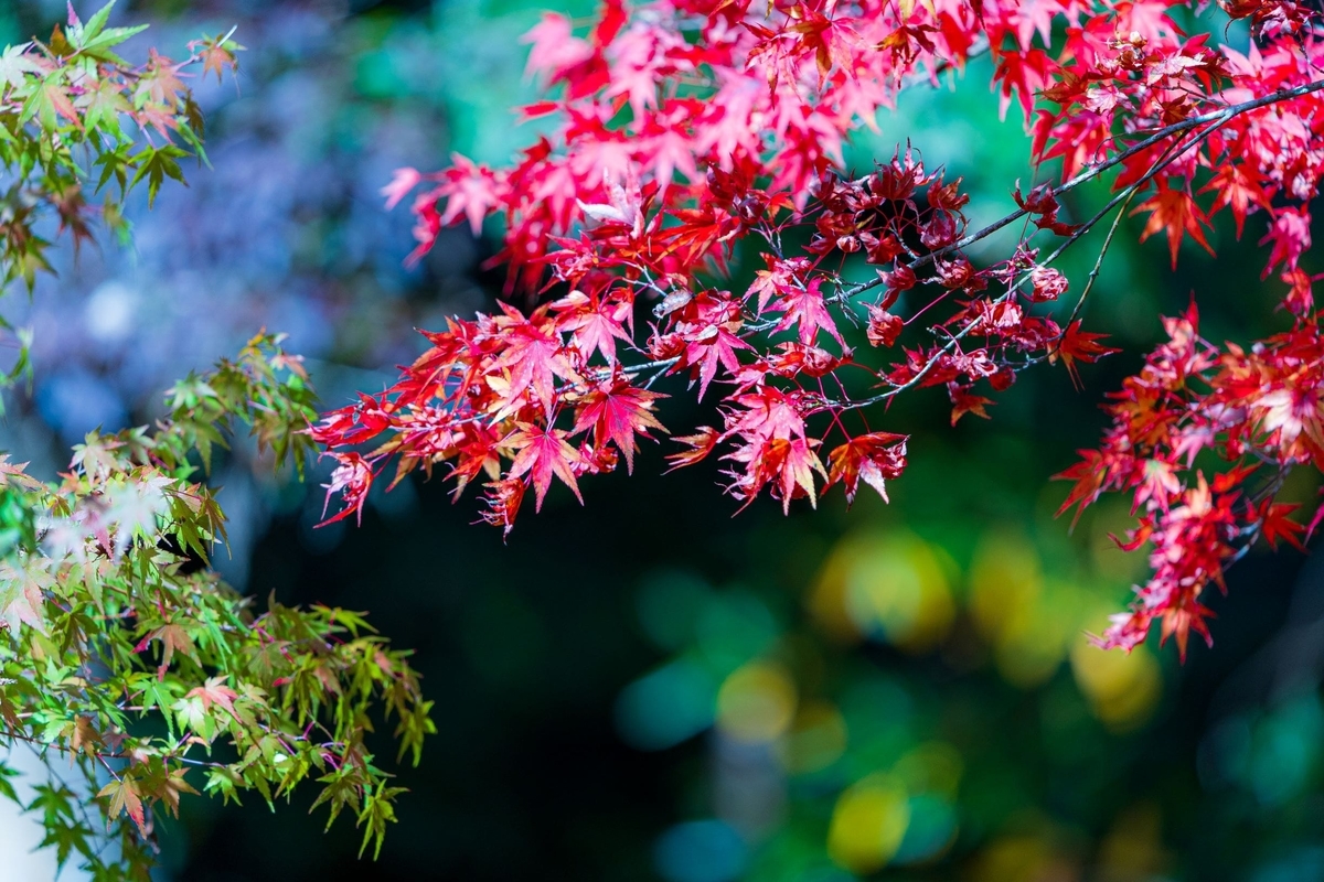 f:id:pony3:20191105012528j:plain f:id:pony3:20191105012528j:plain
