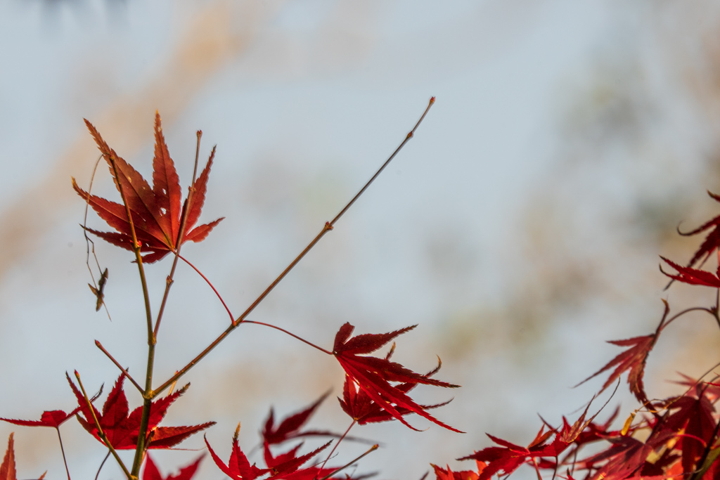 f:id:pony3:20191119181325j:plain