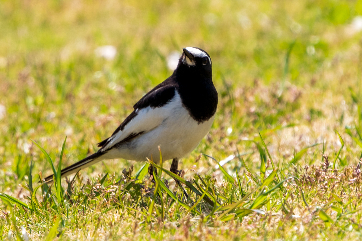 f:id:pony3:20200410200002j:plain