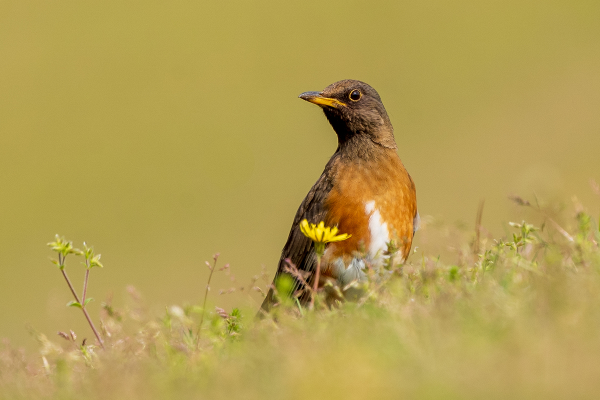 f:id:pony3:20200421185318j:plain f:id:pony3:20200421185318j:plain