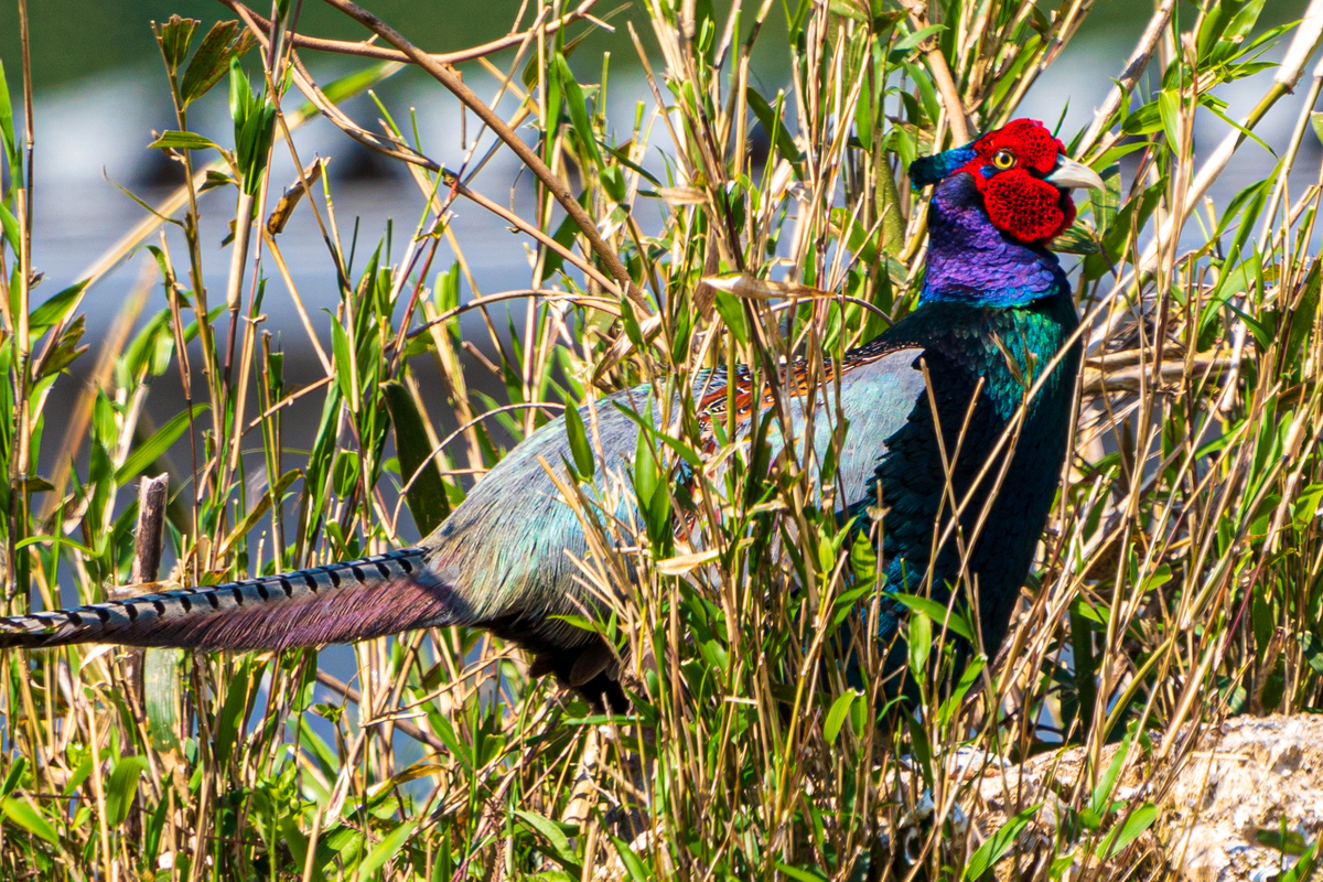 f:id:pony3:20200428202524j:plain f:id:pony3:20200428202524j:plain