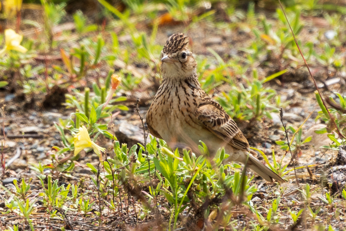 f:id:pony3:20200529220004j:plain f:id:pony3:20200529220004j:plain