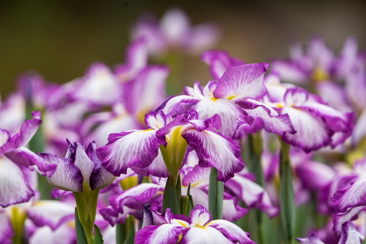 f:id:pony3:20200609135635j:plain